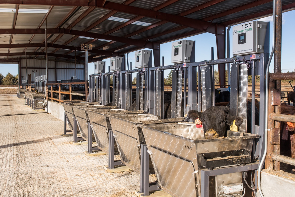 SmartFeed in use at Feedlot