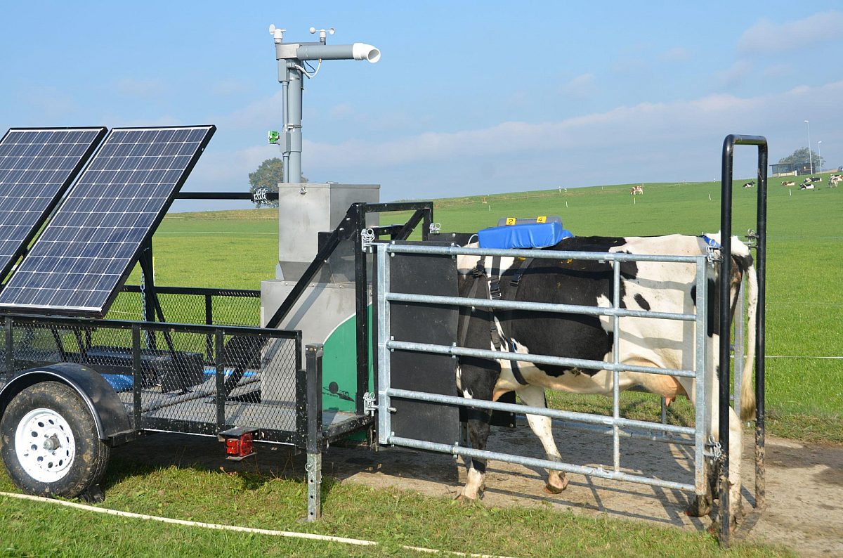 GF SF6 pasture Muenger