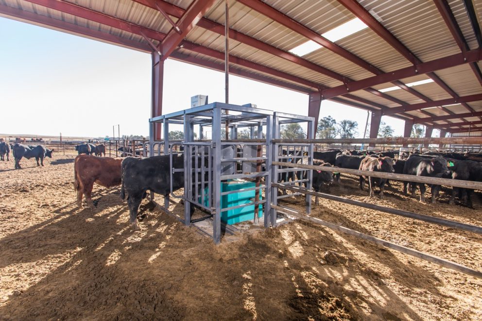 CLock Inc. Producer SmartScale Automated Livestock Scale